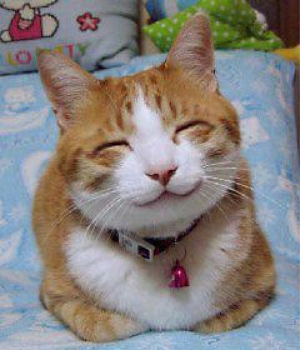 Happy cat